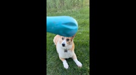 Blind Corgi Plays Fetch