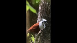 A Bird With A Mustache