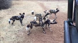 Painted Pack Of African Wild Dogs