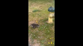 Baby Raccoon Isn't Sure About Fire Hydrant