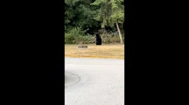 Young Black Bears Playfully Wrestle