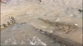 Convergence of Ancient Predators and Graceful Storks