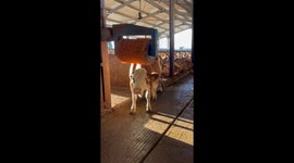 Cow Enjoys Some Time With the Cattle Brush