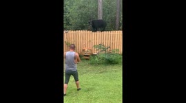 Man and Yorkie face off with black bear at pace in Florida residence