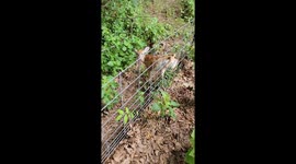 Man in Tennessee rescues baby deer entangled in a fence