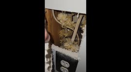 Rescuing a Baby Raccoon From a Wall Void