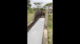 Cattle Get A Bath To Control Parasites