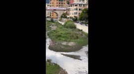Wild Pigs in Italy