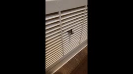 Bat Tries To Be A Secret Agent