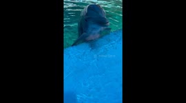 Happy Dolphin Trills