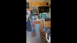 Pitbull Picks His Bandana