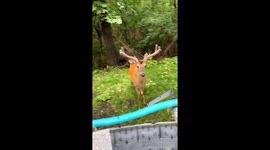 Buck Gently Nibbles Strawberries