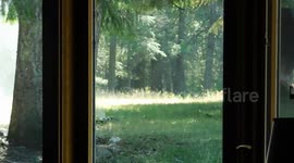 Feisty Moose Calf Confronts Sprinkler