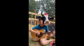 Cow Listens to Man Sing