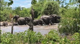 Graceful Giants In River Oasis