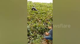 Grandfather stuck in clumps of water lilies rescued in river in Thailand