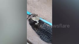 Pet cat bites gecko's leg as reptile sinks teeth into feline's ear