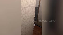 Thousands of mosquitoes take over residents bathroom in Thailand