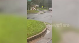 Fugitive 900lb longhorn runs down street while fleeing police in North Carolina