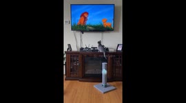 Adorable little kitty watching The Lion King jumps at the screen and slides down the wall