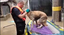 Miracle as dogs feared drowned in China floods are discovered on shelter roof