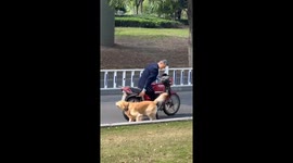Adorable Golden Retriever in China Masters Motorbike Stunts and Smiles for the Camera
