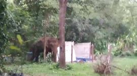 Wild elephant sparks panic when it emerges at campsite