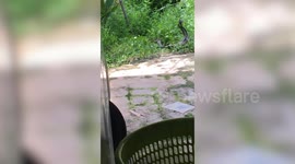 Two cobras tussle in the grass with beguiling mating ritual