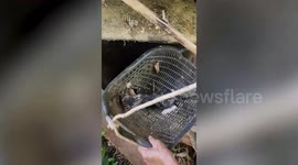 Stranded kitten stuck at the bottom of well rescued in Thailand