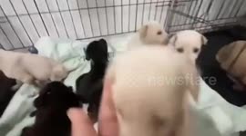 Hero teacher rescues 19 puppies abandoned and left to drown in flooded forest