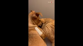 Adorable Cat and Dog melt hearts with SUPER AFFECTIONATE snuggle session