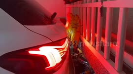 Driver uses squeaky toy chickens to help with parking under his home