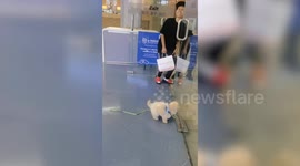 Pet toy dog bumps into transparent glass door at shopping mall in the Philippines