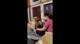 Super AWESOME dog steps up to defend his human bro from getting scolded by his mom