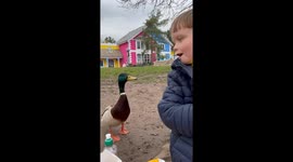 Young boy happily sits beside duck who tries to bite him while eating lunch