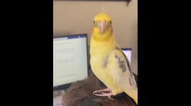 Cockatiel Coffee Time