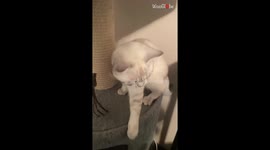 'It's got my hand!' - Fighter cat enjoys a playful session with its hooman