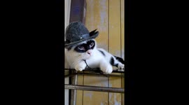 Masked Cowboy Kitty