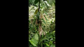 exploring the caribbean coast of Costa Rica I met a wild sloth trying to climb a tree. It was amazing!