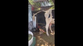 Granja organica produce huevos organicos de gallina de una manera muy especial