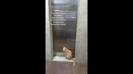 Building Manager Takes The Elevator
