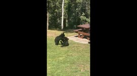3-Legged Mama and Her Cubs