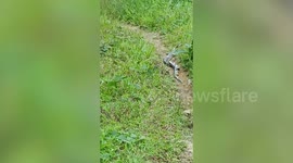 Cobras block resident's path as they coil around each other in mating ritual