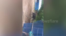 Rampaging buffalo 'zapped by electric fence' breaks out of shed and tries to attack farmer