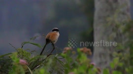 Footage The Long-tailed Shrike or Rufous-backed Shrike (Lanius schach) enjoy the morning in the rice fields On Tanah Datar District, West Sumatra, Indonesia.