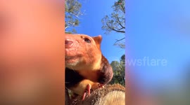 SOUND ON: Super-cute and endangered tree kangaroo gorges on banana