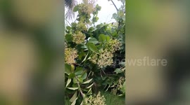 Decades-old teak tree uprooted by strong winds during storm in Thailand