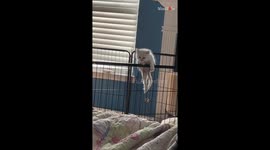 Hasty kitten puts a bit too much trust in its nonexistent wings!