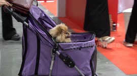 Pet owners show off their furry companions for 'Pet Expo Championship 2023' in Bangkok