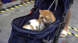 Pampered pet cats and dogs attend annual trade event in Bangkok, Thailand
